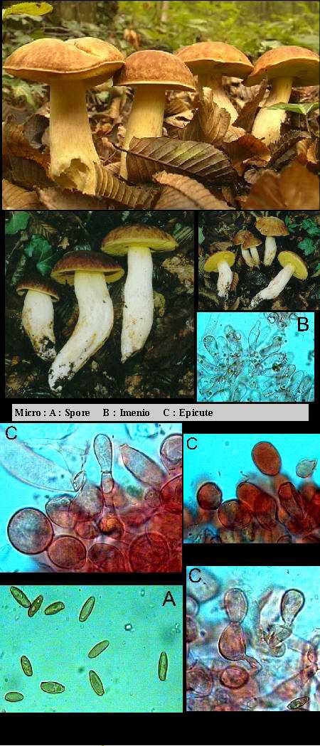 Xerocomus depilatus    ( Redeuilh ) Binder & Besl